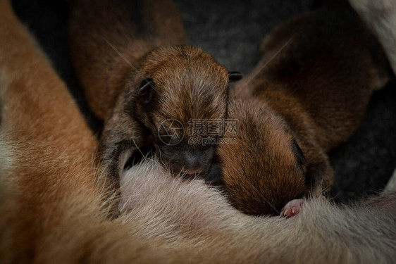 新生ShibaInu小狗的特写镜头日本柴犬美丽的柴犬小狗颜色棕和妈1天大幼犬正在图片