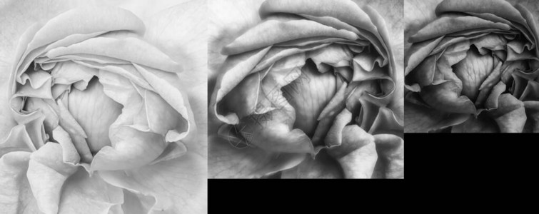三颗玫瑰花心的拼凑充满活力的超现实主义黑色背景的图片