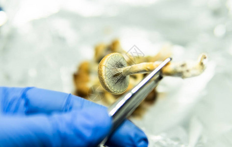长生的圆柱菌蘑菇关于圆筒图片
