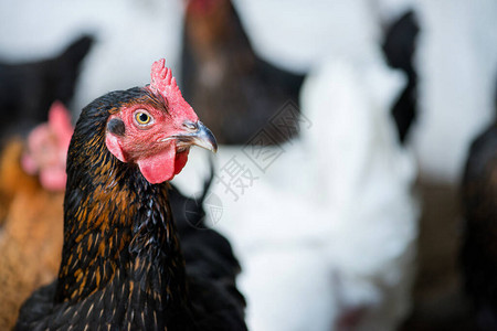 鸡群紧靠近鸡群在农场的母鸡有背景图片