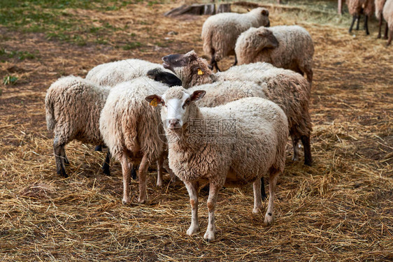 国产白羊羊群图片
