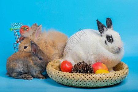 三只兔子在菜园里蓝图片