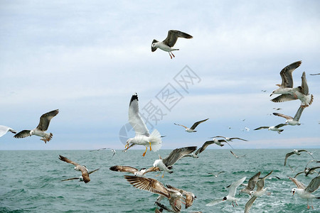 不同类型的海鸥在天空中鸟儿在渔船后面飞翔动物捕捉小鱼黑海春天图片