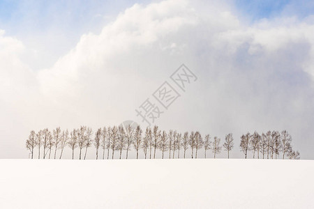 美丽的户外自然景观在日本北海道冬季的雪图片