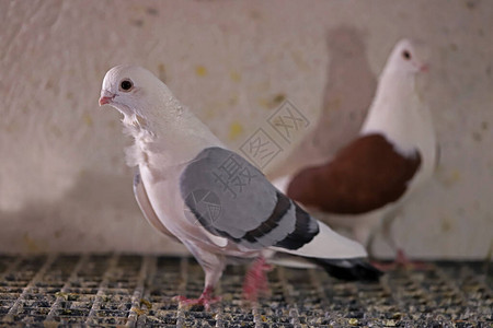 cutebirdpigeon图片