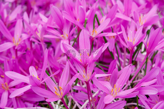 秋天或秋日Crocus秋天花园中图片