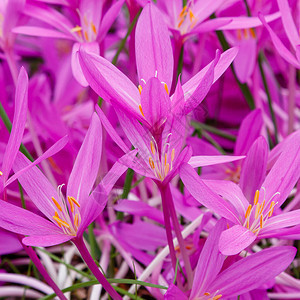 秋天或秋日Crocus秋天花园中图片