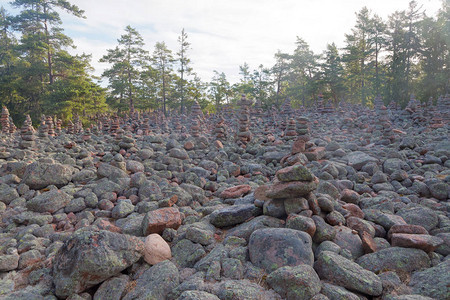 在北欧芬兰部分地区Aaland岛Geta村的松林中图片