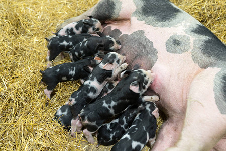 一群新生小猪群从母猪图片