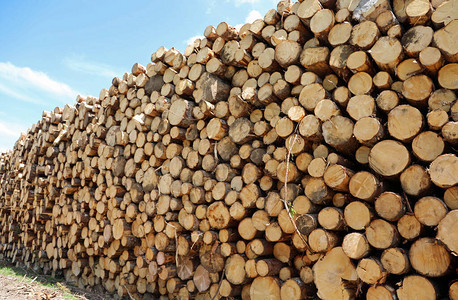 有许多树木的大型木桩由伐木工人图片