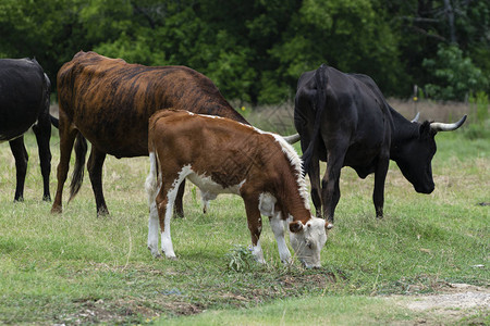 一只年轻棕色和白色的小牛在草地的绿草上吃草图片