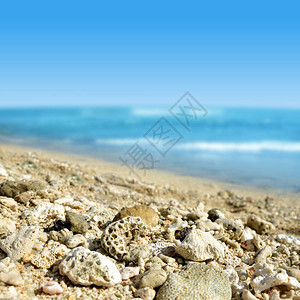 毛里求斯岛沙滩上的珊瑚印度图片