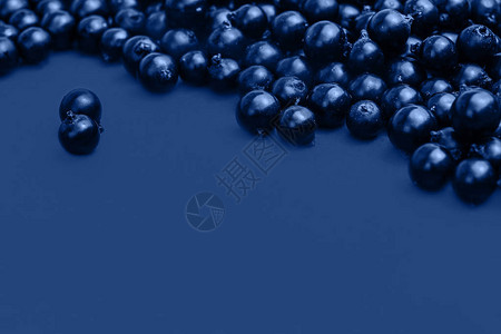 黑醋栗浆果宏观照片蓝色背景上的黑醋栗夏季浆果带有2020年色图片