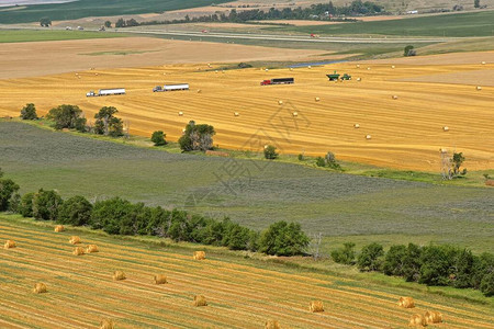 对农田的观察包括圆草篮一块未收获的小麦田和一排运输谷物的图片