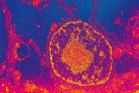 电子显微镜中带风琴的细胞核5背景图片