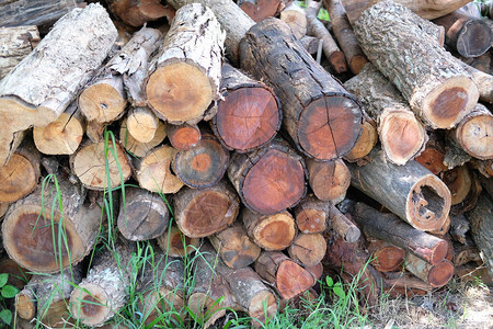 一堆木树干日志木材图片