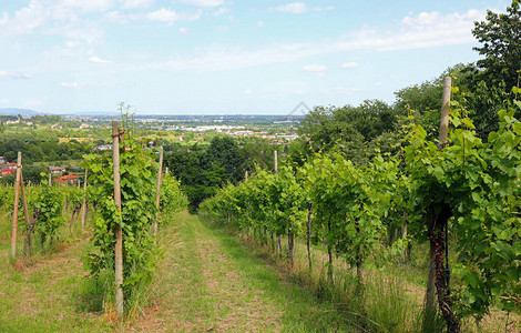 种植葡萄园以生产葡萄酒从山坡上看到平图片