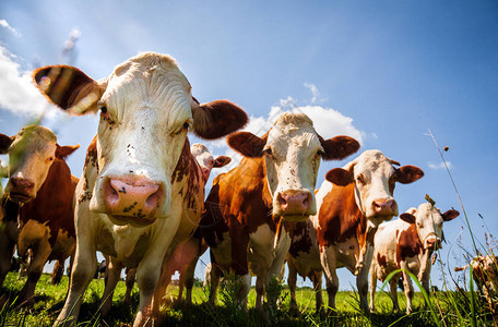 站立在牧场地的红色母牛群图片
