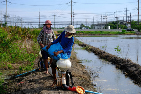 泰国农民将稻种从麻袋中倒回背包式喷雾机图片