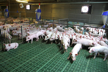 家猪养殖图片