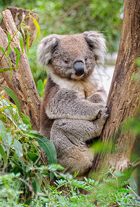 Koalas是Arboreal树木居住marsupials澳大利亚维多利亚州Heale图片