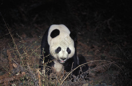 沃隆保留地大熊猫美兰诺莱亚伊罗波达黑手党成人互射Wol图片