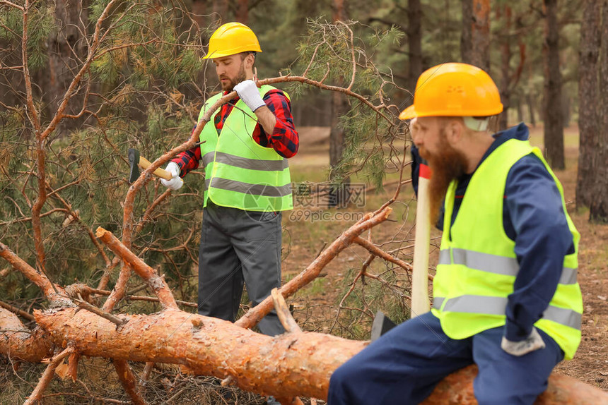 在森林中砍树的伐木工英高清图片下载-正版图片503793316-摄图网