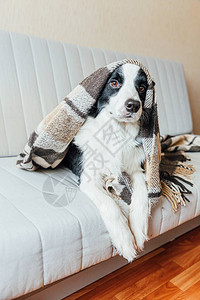 有趣的小狗边境牧羊犬躺在室内格子布下的沙发上可爱的家庭小狗在寒冷的秋天冬气在毯子下暖和宠物图片