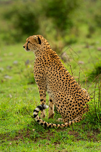 Cheetah坐在草地图片