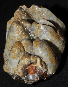 这个标本是化石的长毛象或脸颊牙长毛象是一种冰背景图片