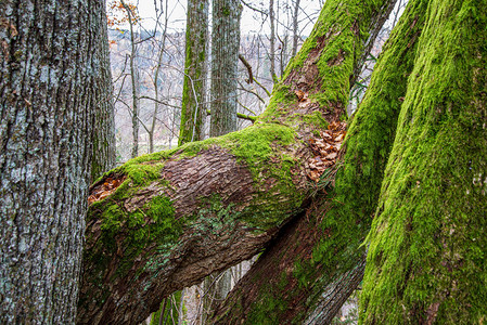 大自然中干枯的老树干跺脚有树叶和原图片