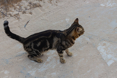 流浪街头的猫在塞浦路图片