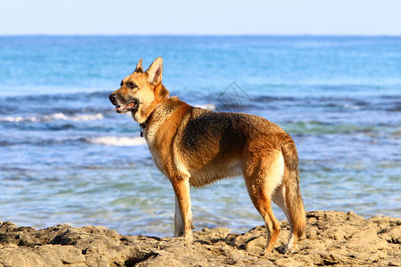 狗在以色列地中海岸的一个城市公图片