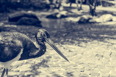 黑鹤在一条路上自由行走在城市环境图片