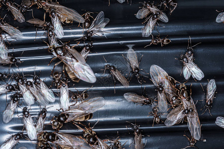 秋天很多苍蝇聚集在木板上图片