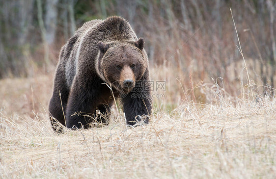 加拿大灰熊在野外图片