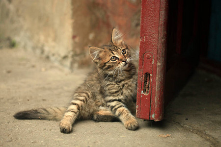 毛茸的野猫肖像图片