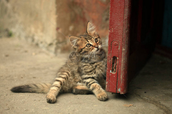 毛茸的野猫肖像图片