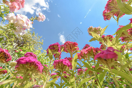 花朵杂交多彩的红绿色黄橙色花朵图片