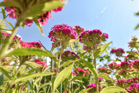 花朵杂交多彩的红绿色黄橙色花朵图片