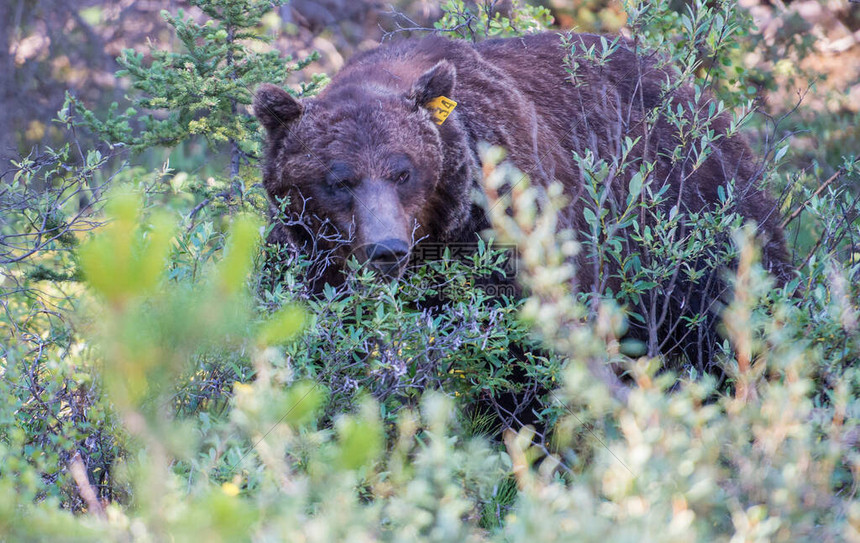 锡安强势带队鹈鹕取得三连胜