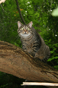 一只绿眼睛的小猫在森图片