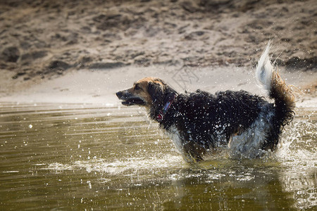 波希米亚斑点狗正在捕水她游泳很好在图片