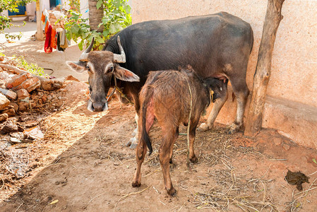 印度棕色母牛在印度小村庄哺乳小牛图片