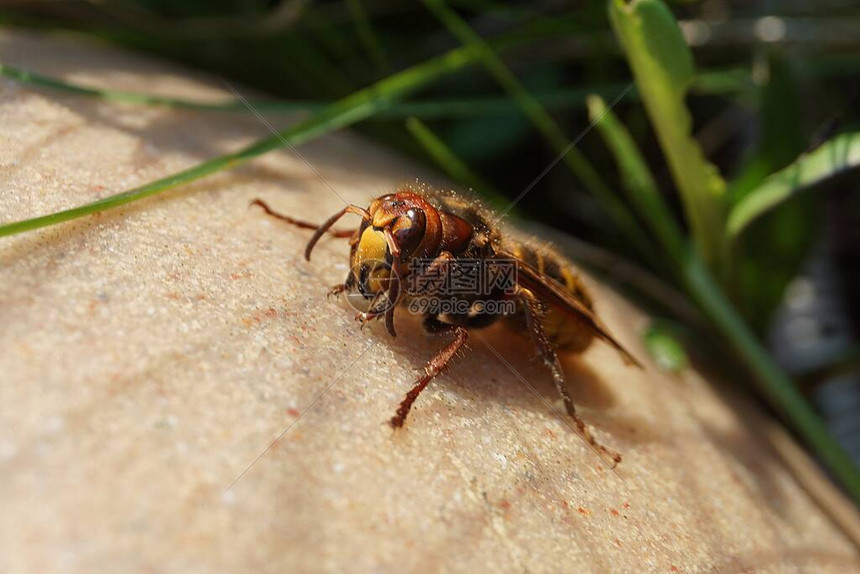 黄蜂vs掘金nba直播精彩对决全程呈现
