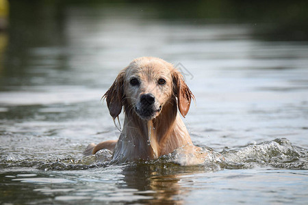 黄色混种狗在水里跳她游泳真的很好图片