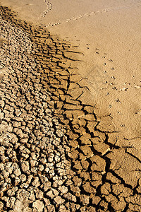 旱地和鸟类足迹棕黄色干土破裂的地面纹理背景干裂的图片
