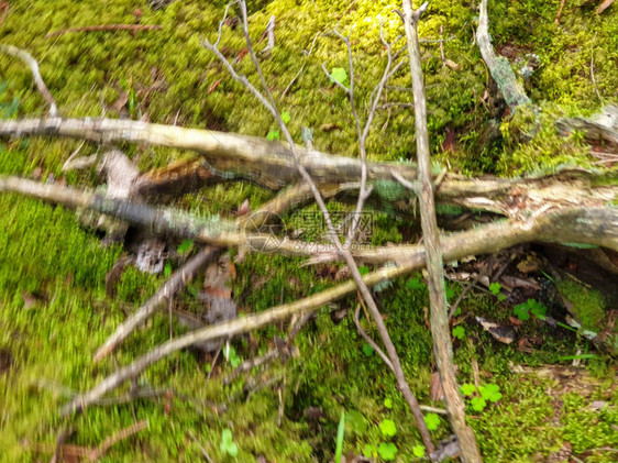 夏季森林与苔藓树枝草树叶的特写镜头图片