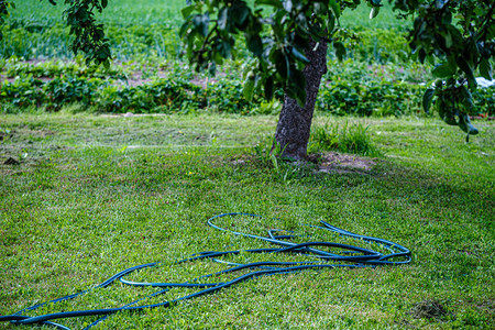 乡村家庭花园的自来水管蛇夏季炎热用图片