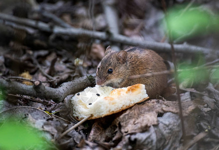 灰花栗鼠找到了面包图片